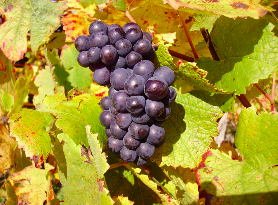 a close up of a fruit