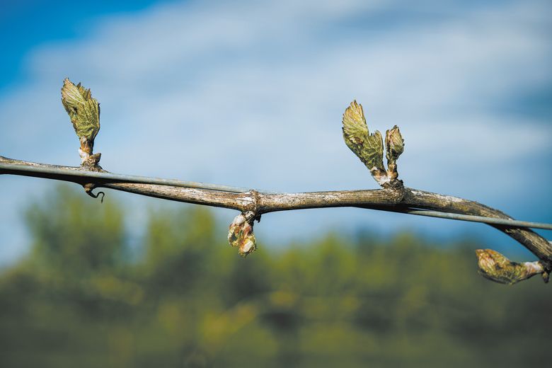 a small bird perched on a tree branch