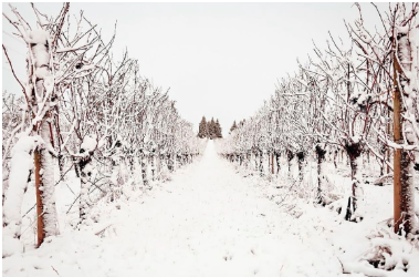 a snow covered field